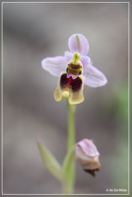 Wolzwever Ophrys - Ophrys tenthredinifera