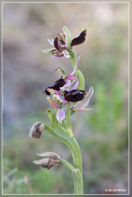 Ophrys Balearica ??