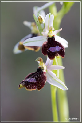 Ophrys Balearica