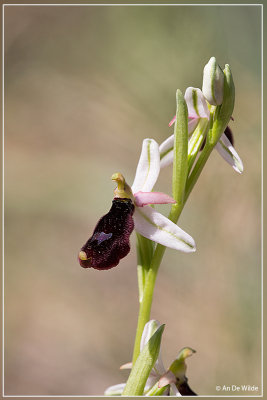Ophrys Balearica