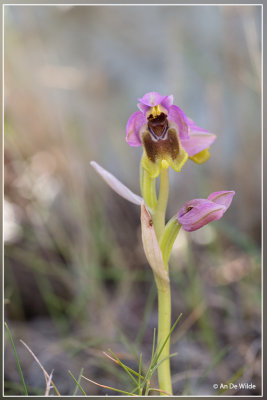 wolzweverorchis - Ophrys tenthredinifera