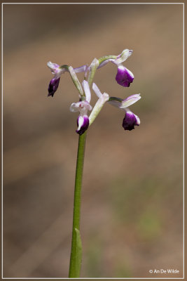 _MG_3104.jpg Langsporige harlekijns orchis - Orchis longicornu