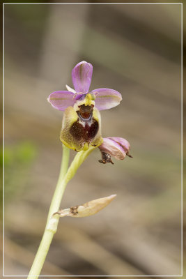 Wolzwever Ophrys - Ophrys tenthredinifera