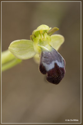 Ophrys fusca