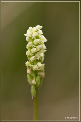 _MG_4579.jpg Nonnetjesorchis - Neotinea maculata