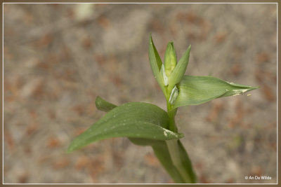 Bijenorchis - Ophrys apifera ???