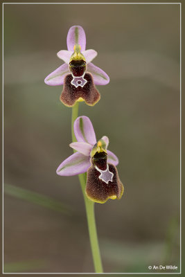 Ophrys tenthredinifera x Ophrys balearica?