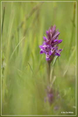 Brede orchis - Dactylorhiza majalis