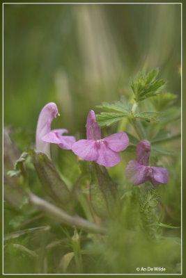 Heidekartelblad - Pedicularis sylvatica