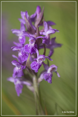 Brede orchis - Dactylorhiza majalis