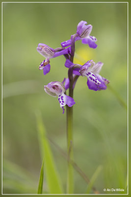 Harlekijn - Anacamptis morio