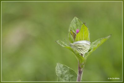 Klein geaderd witje - Pieris napi