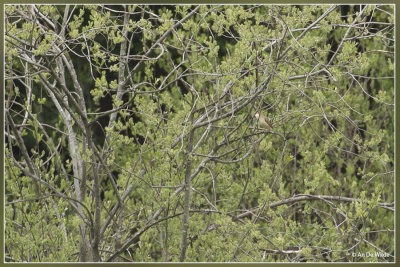 Bosrietzanger - Acrocephalus palustris