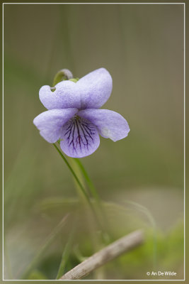 Moerasviooltje - Viola palustris