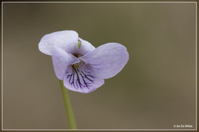Moerasviooltje - Viola palustris