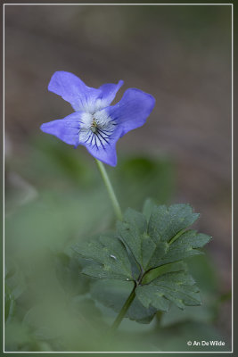 Bleeksporig bosviooltje - Viola riviniana