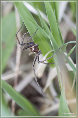 Kraamwebspin - Pisaura mirabilis