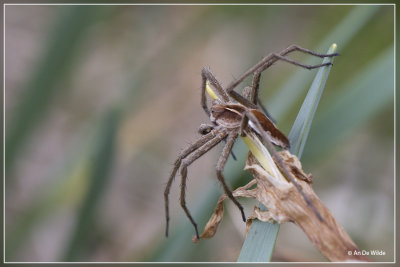 Kraamwebspin - Pisaura mirabilis