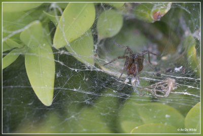 Gewone doolhofspin - Agelena labyrinthica