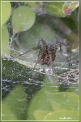 Gewone doolhofspin - Agelena labyrinthica