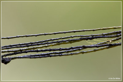 Roodwier onbekend - Rhodophyta spec.