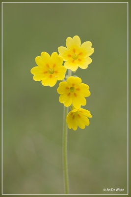 Gulden sleutelbloem - Primula veris