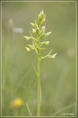 Platanthera chlorantha - Bergnachtorchis