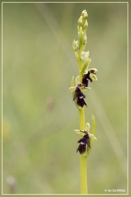 Vliegenorchis - Ophrys insectifera