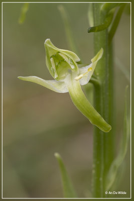 Platanthera chlorantha - Bergnachtorchis