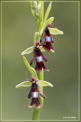 Vliegenorchis - Ophrys insectifera