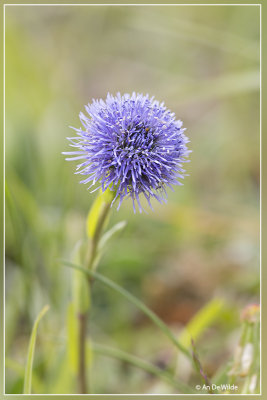 Kogelbloem - Globularia bisnagarica