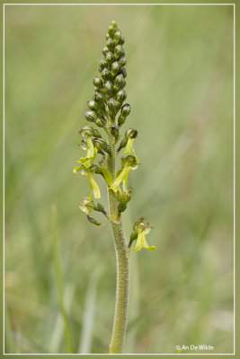 Grote keverorchis - Neottia ovata