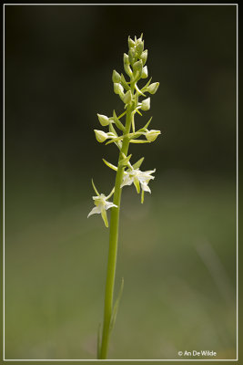 Platanthera chlorantha - Bergnachtorchis