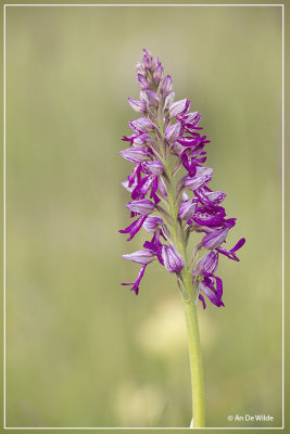 Orchis anthropophora x Orchis militaris.