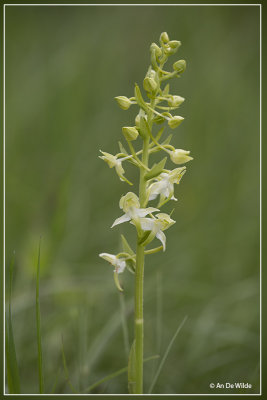 Platanthera chlorantha - Bergnachtorchis