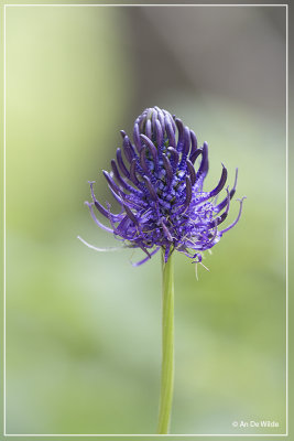 Zwartblauwe rapunzel - Phyteuma spicatum subsp. nigrum 