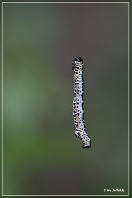 bonte bessenvlinder - Abraxas grossulariata