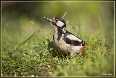 Grote Bonte Specht - Dendrocopos major