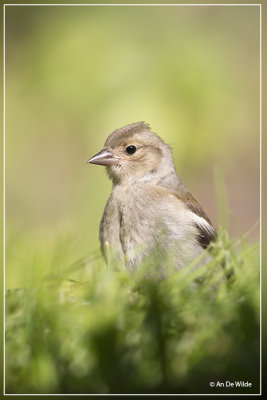 Vink - Fringilla coelebs