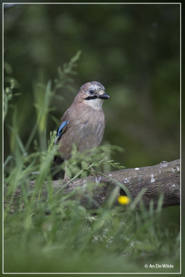 Gaai - Garrulus glandarius