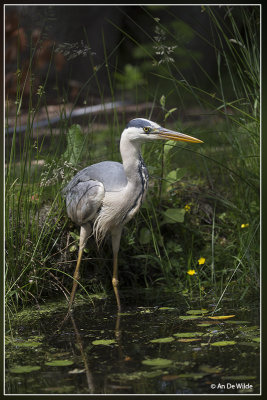 Blauwe Reiger - Ardea cinerea