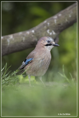 Gaai - Garrulus glandarius