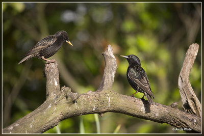 Spreeuw - Sturnus vulgaris