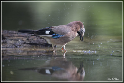 Gaai - Garrulus glandarius