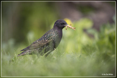 Spreeuw - Sturnus vulgaris