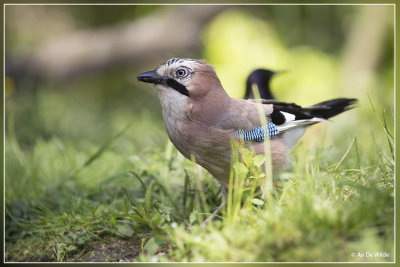 Gaai - Garrulus glandarius