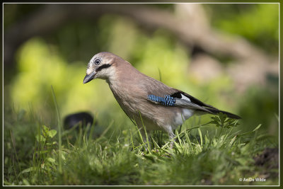 Gaai - Garrulus glandarius