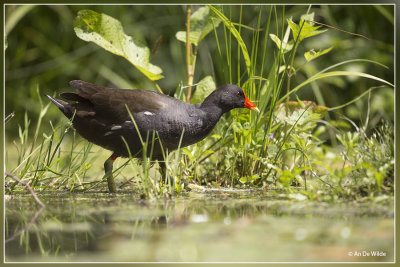 Waterhoen - Gallinula chloropus