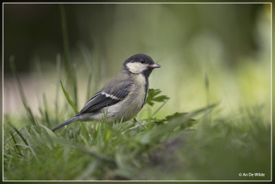 Koolmees - Parus major