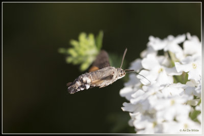 Kolibrievlinder - Macroglossum stellatarum 